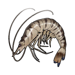 Tex icon item fishshrimp.png