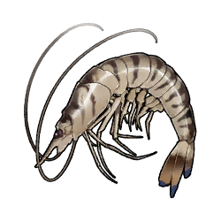 Tex icon item fishshrimp.png