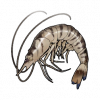 Tex icon item fishshrimp.png