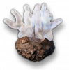 Rogue6 relic cargo 8.png
