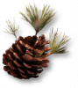 Rogue6 relic legacy 50.png