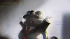 Pic rogue 6 2.png