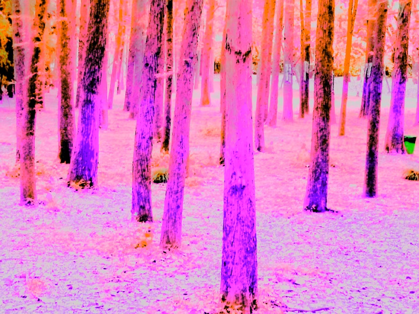 染血枫林.jpg