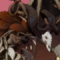 怪物 Icon 命运.png