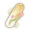 郁金花签