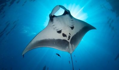 Photo by Shutterstock，http://divemagazine.co.uk/eco/7722-no-more-mantas-only-mobulas
