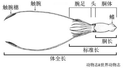 大王乌贼测量方法