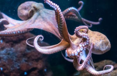 https://www.aqua.org/blog/2017/October/Cephalopods-Arms-or-Tentacles