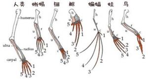 005仲裁者·查瑞亚特·Ⅶ（塞特斯）相关文件4.jpg