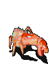恶魔螃蟹-受伤.gif