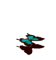 蓝闪蝶-攻击.gif