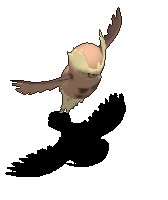 猫头夜鹰.gif