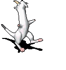 小白貂-倒下.gif