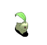 菊草叶-倒下.gif