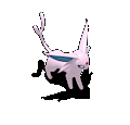 太阳伊布.gif