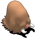 长毛猪.gif