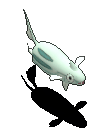 铁炮鱼-魔法.gif