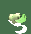 菊草叶-防御.gif
