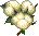 棉花.png