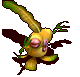 黄水草吸血苔-移动中.gif