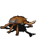 银纹甲虫.gif