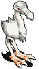 白罗帝鸟.gif
