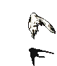 寄生蜂-受伤.gif