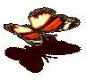 红肩粉蝶.gif