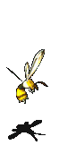觉醒的虎头蜂-攻击.gif
