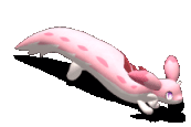 桃旋鼬-移动中.gif