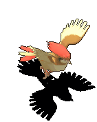 比比鸟-受伤.gif