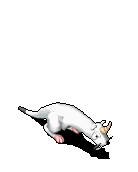 小白貂-攻击.gif