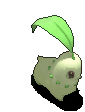 菊草叶-受伤.gif