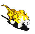 金格萨贝鲁-移动中.gif