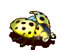 黄星瓢虫-受伤.gif