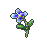番红花.png