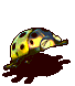 黄星瓢虫-倒下.gif