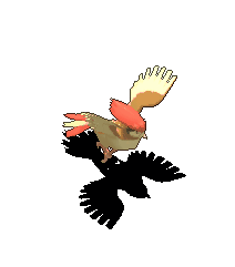 比比鸟-攻击.gif