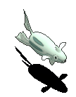 铁炮鱼-攻击.gif