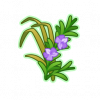 香草.png