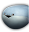 萨卡班甲鱼icon.png