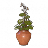 金线吊芙蓉.png