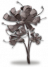龙爪花石化.png