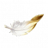 蜕变之羽.png