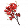 龙爪花icon.png