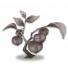 新年灯笼草石化.png