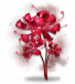 龙爪花血色.png