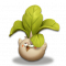 菜鸟.png