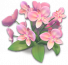 蝴蝶兰.png