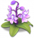 百灵鸟花.png